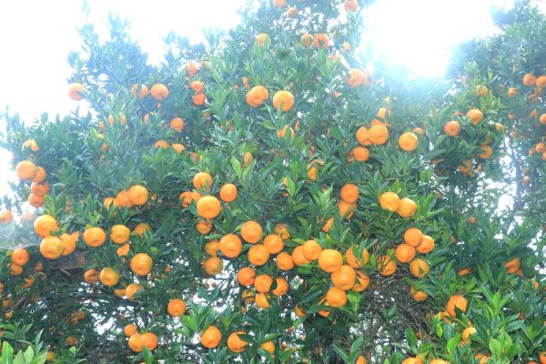 सुन्तलाको बगैँचा पस्न डराउँछन् दोसल्लेवासी