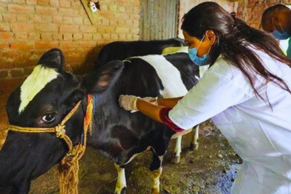 कालिका नगरपालिकामा खोरेतविरुद्धको खोप अभियान प्रारम्भ भएको छ । पालिकको पशु सेवा शाखा र दुग्ध उत्पादन सहकारीहरुको समन्वयमा अभियान थालिएको हो ।