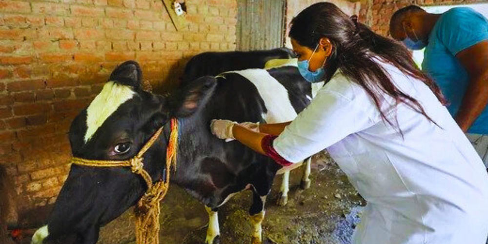 कालिका नगरपालिकामा खोरेतविरुद्धको खोप अभियान प्रारम्भ भएको छ । पालिकको पशु सेवा शाखा र दुग्ध उत्पादन सहकारीहरुको समन्वयमा अभियान थालिएको हो ।