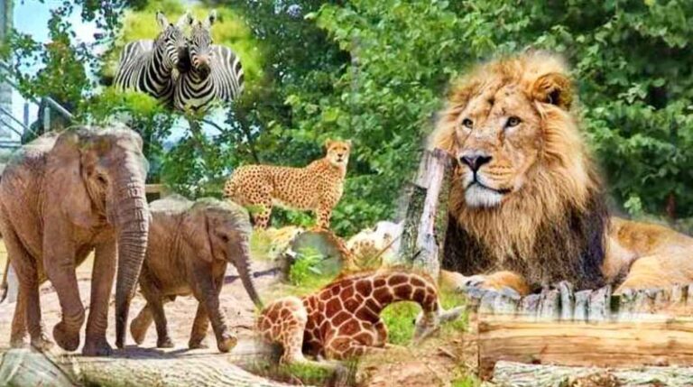 बीरगंजमा प्रकृतिक चिडियाखाना बन्दै ; करिब ६० प्रतिशत सकिएको जानकारी