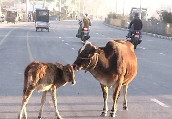 अझै हटेन पशुचौपाया छाड्ने प्रवृति