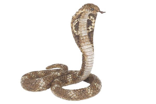 कालीनाग सबैभन्दा बुद्धिमान {रोचक तथ्य}