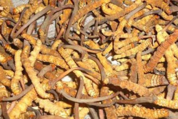 मनाङबाट ३२ किलो यार्सागुम्बा निकासी