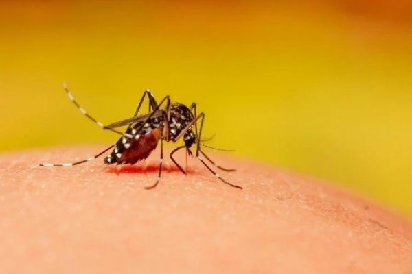 डेंगु संक्रमणका बिरामी बढ्न थालेपछि काठमाडौं महानगरपालिकाले सचेत रहन आग्रह