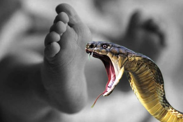 सर्पको टोकाइबाट महिलाको मृत्यु : सर्पले टोकेमा के गर्ने? कसरी बच्ने?