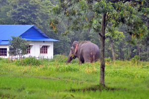 बिर्तामोडमा हात्तीले चार घरमा क्षति पुर्‍यायो