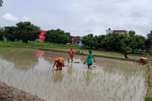 कृषि ज्ञान केन्द्रको अनुसार पर्सामा आजसम्म ६० प्रतिशत धानको रोपाइँ सम्पन्न