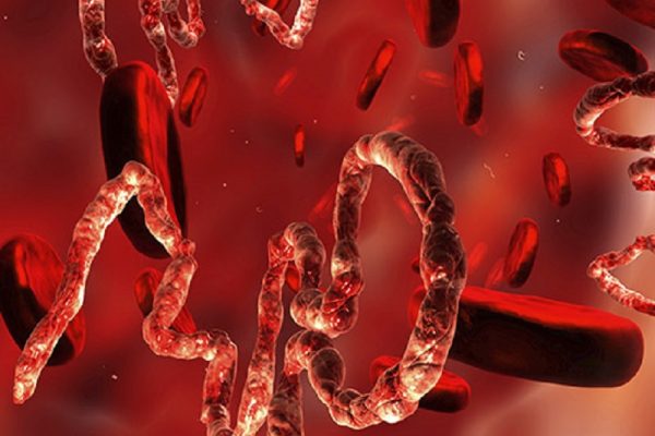 पोलियो जीवाणु (भाइरस)