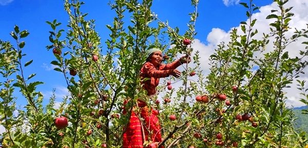 एकै वर्षमा स्याउ फलेपछि किसान उत्साहित