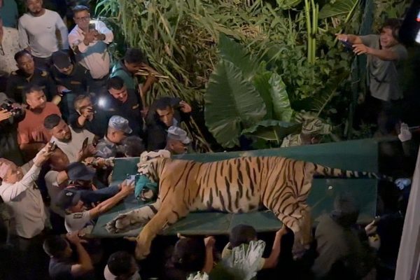 मान्छेलाई आक्रमण गर्ने बाघ नियन्त्रणमा