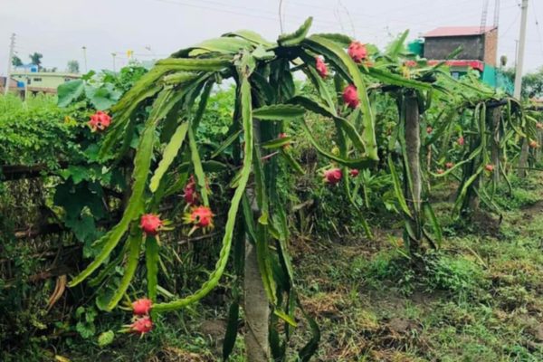 सर्लाहीमा ड्रागन फ्रुट खेतीले व्यवसायिक उन्नति गर्दै