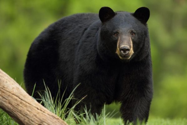 भालुले बाख्रा मार्न थालेपछि किसान चिन्तित « Lokpath