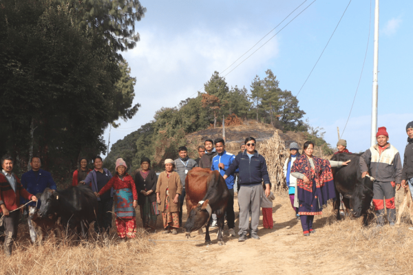 भोजपुरको दुग्ध आत्मनिर्भरता: किसानको आर्थिक उन्नतिका लागि उन्नत जातका गाई वितरण