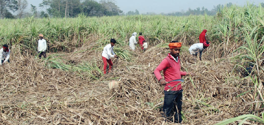 सरकारले उखु किसानको अनुदान घटायो आधा, किसान भन्छन्– यस्तो अनुदान चाहिँदैन