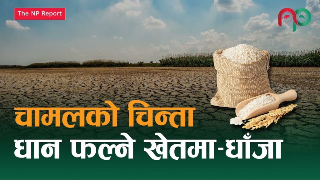 खडेरीको चपेटामा मधेश : धान सुक्दै, जमिन चिरिँदै, सरकार संकटग्रस्त घोषणा गर्दै

